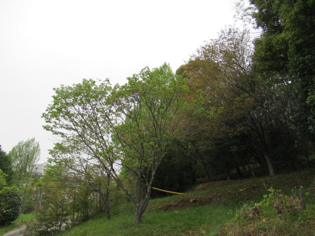 2024年4月8日陽光樹形の写真