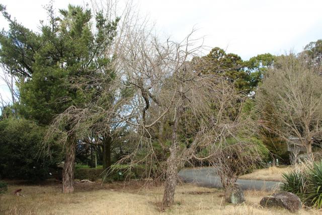 2024年2月26日八重枝垂桜樹形の写真
