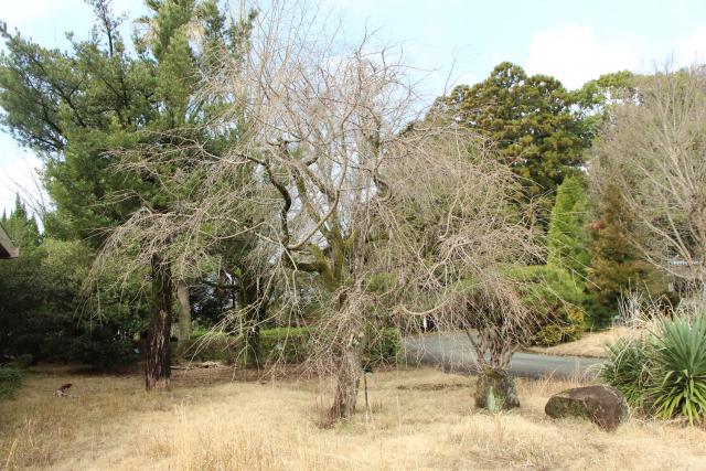 2024年3月1日八重紅枝垂樹形の写真