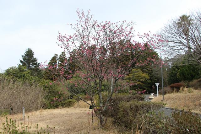 2024年3月4日カンヒザクラ樹形の写真