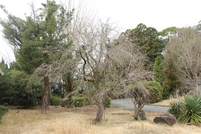 2024年3月4日八重紅枝垂樹形の写真