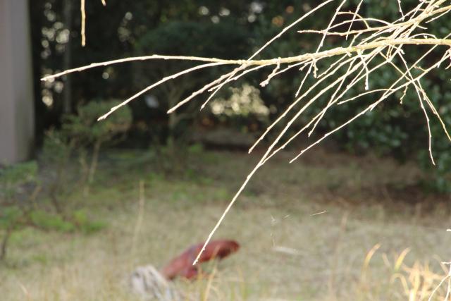 2024年3月7日八重紅枝垂花芽の写真