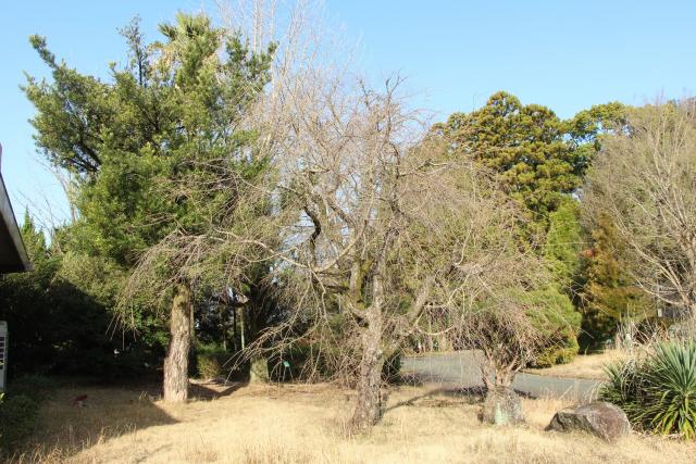 2024年3月7日八重紅枝垂樹形の写真