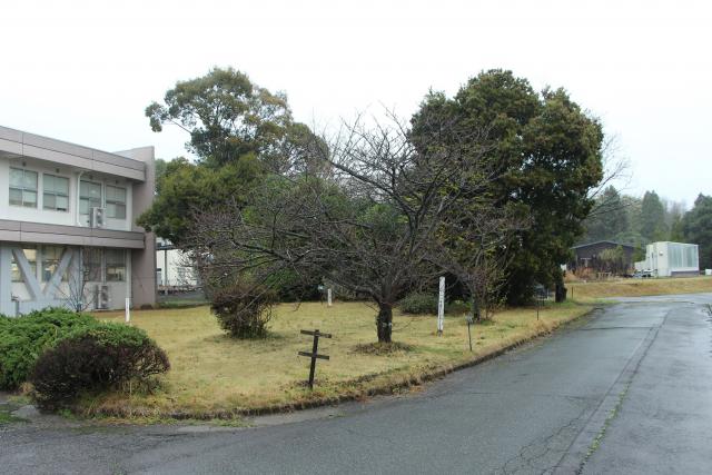2024年3月25日エド樹形の写真