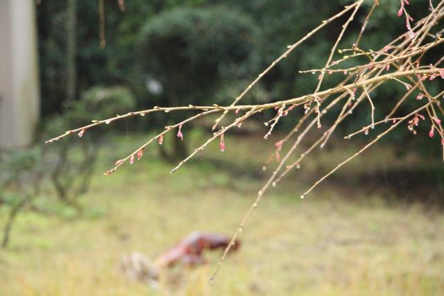 2024年3月25日八重紅枝垂花芽の写真