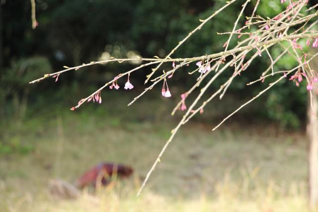 2024年3月29日八重紅枝垂花芽の写真