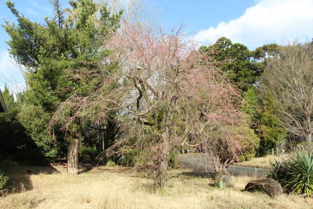 2024年3月29日八重紅枝垂樹形の写真