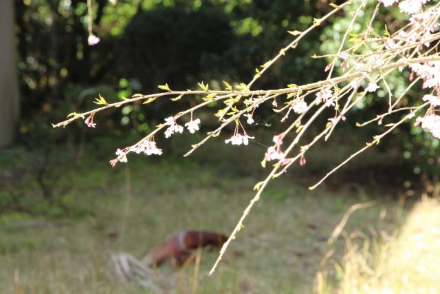 2024年4月1日八重紅枝垂花芽の写真