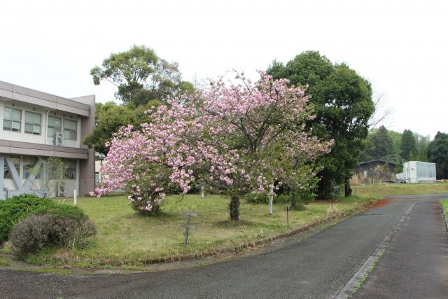 2024年4月5日エド樹形の写真