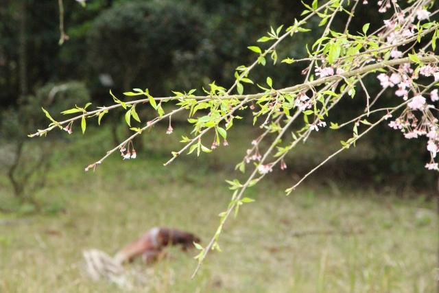 2024年4月5日八重紅枝垂花芽の写真