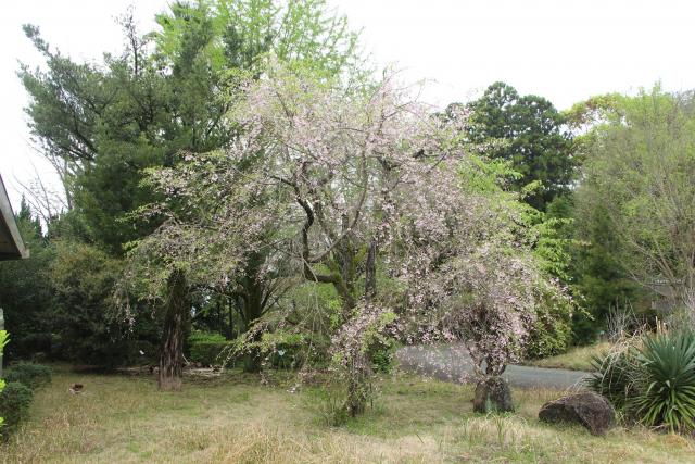2024年4月5日八重紅枝垂樹形の写真