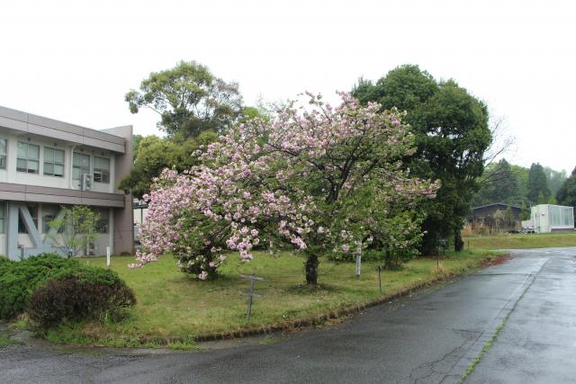 2024年4月8日エド樹形の写真
