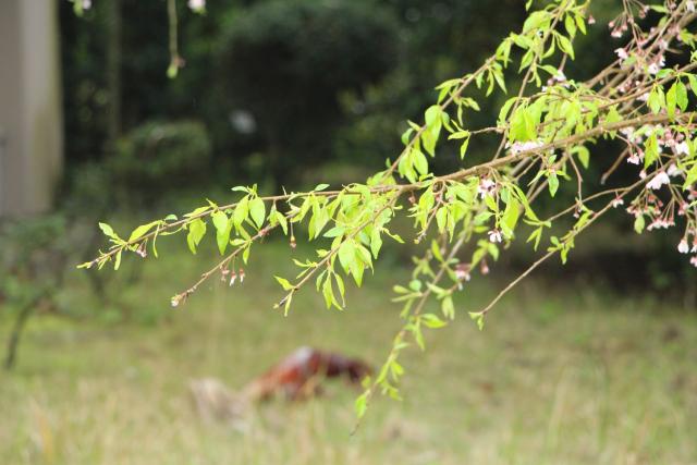 2024年4月8日八重紅枝垂花芽の写真