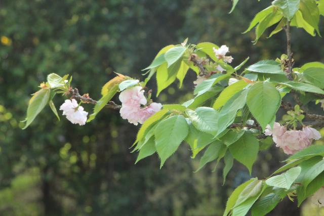 2024年4月12日エド花芽の写真