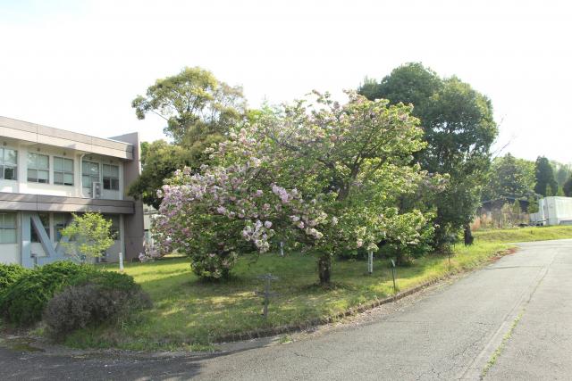 2024年4月12日エド樹形の写真
