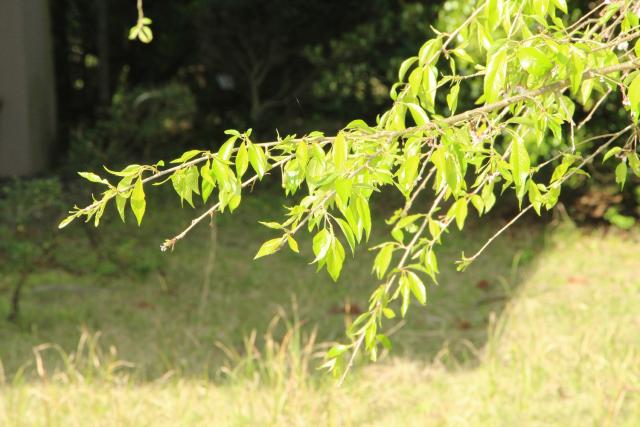 2024年4月12日八重紅枝垂花芽の写真