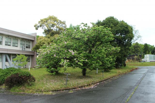 2024年4月15日エド樹形の写真