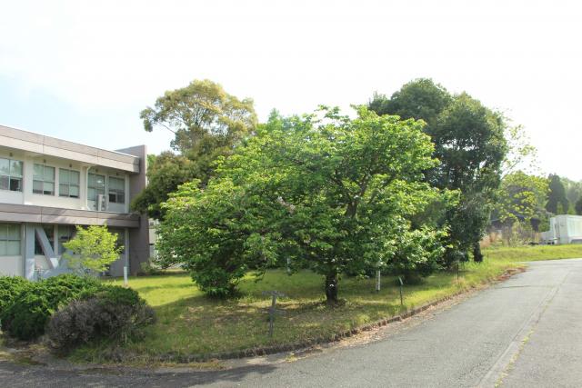2024年4月19日エド樹形の写真