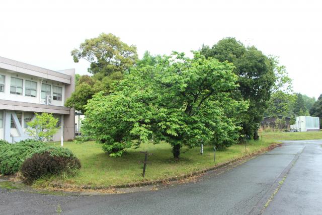 2024年4月22日エド樹形の写真