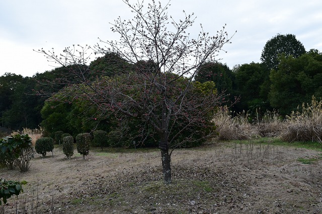 2024年2月29日カンヒザクラ樹形の写真