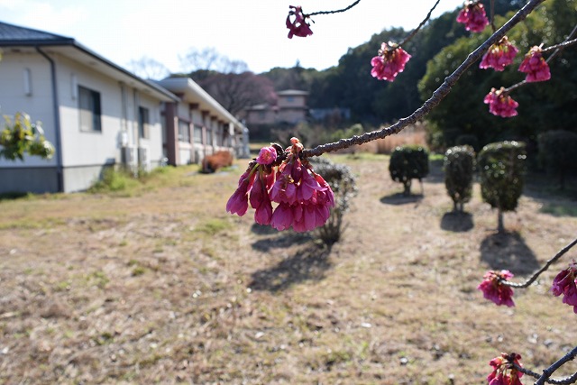 2024年3月21日カンヒザクラ花芽の写真