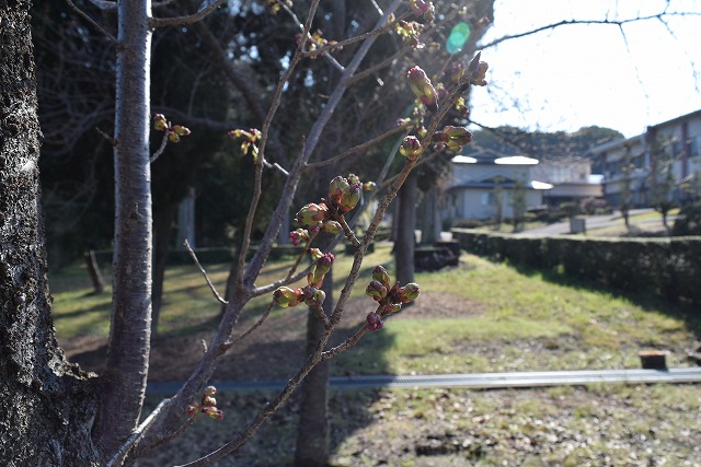 2024年3月21日陽光花芽の写真