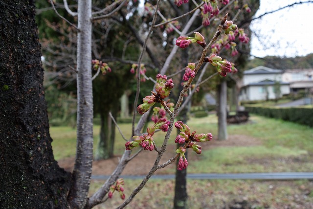 2024年3月25日陽光花芽の写真