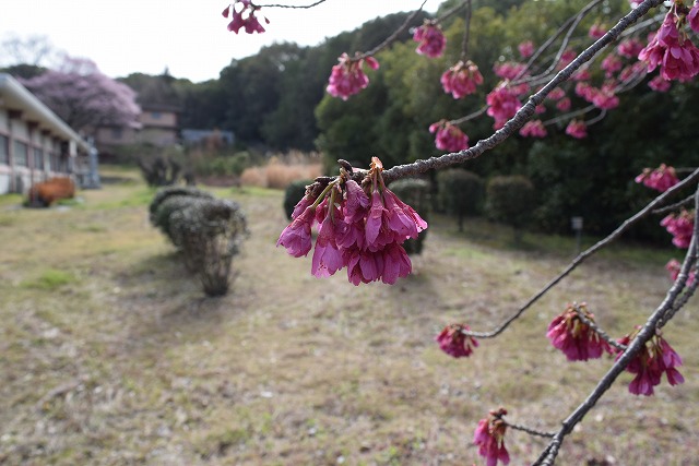 2024年3月28日カンヒザクラ花芽の写真