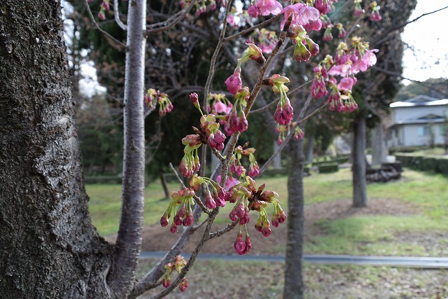 2024年3月28日陽光花芽の写真