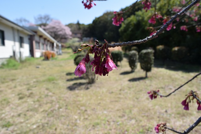 2024年4月1日カンヒザクラ花芽の写真