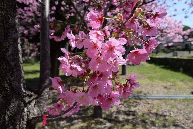 2024年4月1日陽光花芽の写真