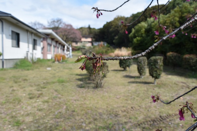 2024年4月4日カンヒザクラ花芽の写真