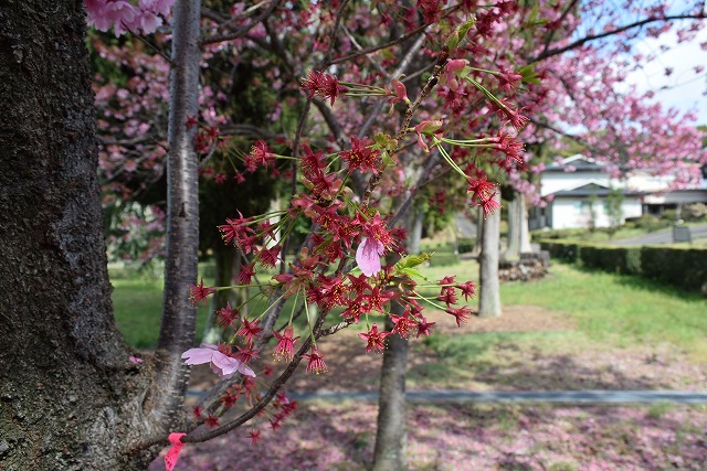 2024年4月4日陽光花芽の写真