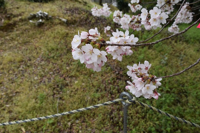 2024年4月8日染井吉野花芽の写真
