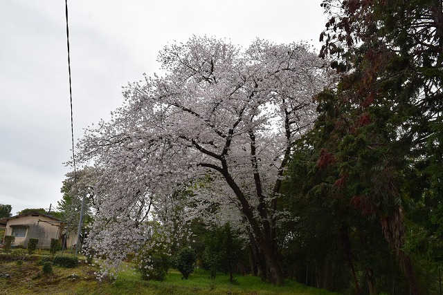 2024年4月8日染井吉野樹形の写真