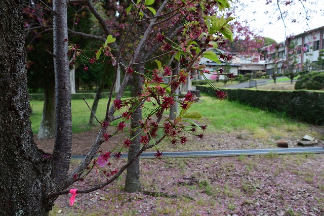 2024年4月8日陽光花芽の写真