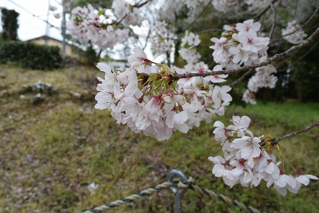 2024年4月11日染井吉野花芽の写真