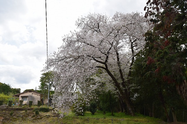 2024年4月11日染井吉野樹形の写真