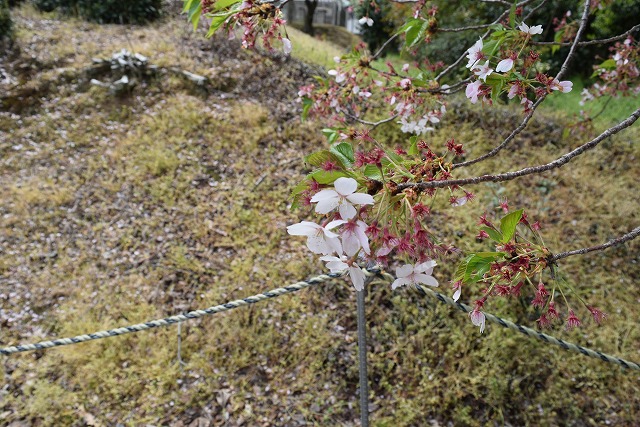 2024年4月15日染井吉野花芽の写真