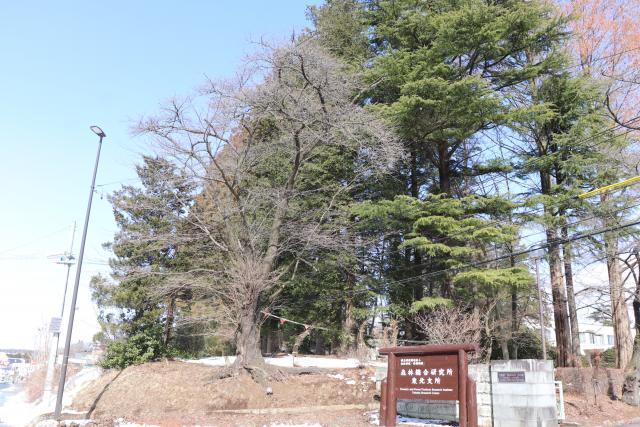 2024年2月28日染井吉野樹形の写真