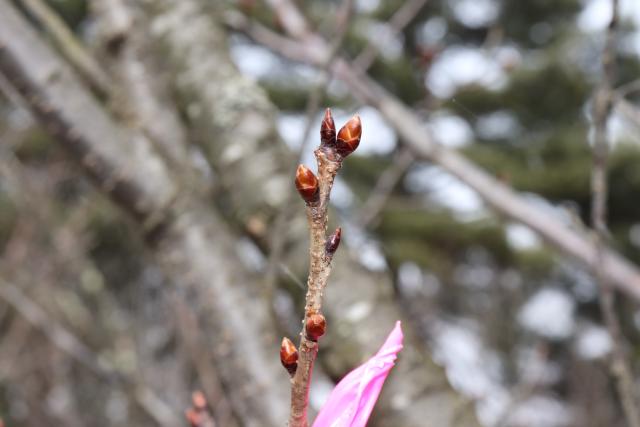 2024年3月18日陽光花芽の写真