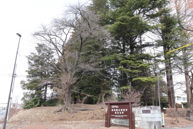 2024年3月25日染井吉野樹形の写真