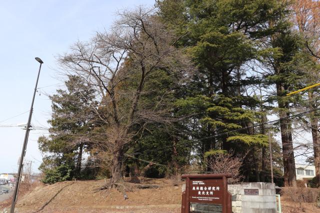 2024年3月28日染井吉野樹形の写真