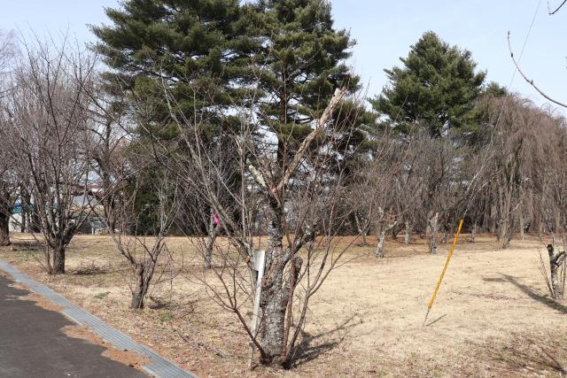 2024年3月28日陽光樹形の写真