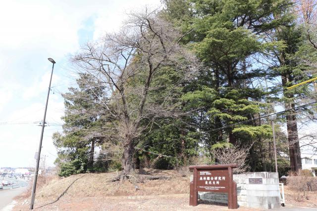 2024年4月2日染井吉野樹形の写真
