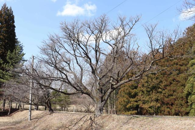 2024年4月5日カスミザクラ樹形の写真