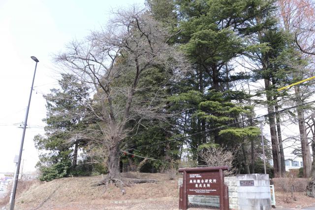 2024年4月5日染井吉野樹形の写真