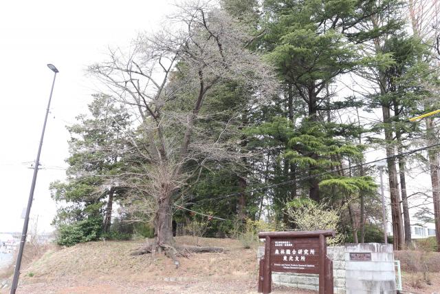 2024年4月8日染井吉野樹形の写真