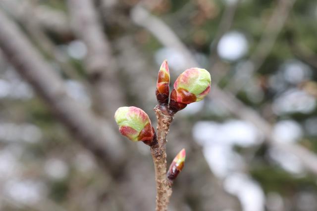 2024年4月8日陽光花芽の写真