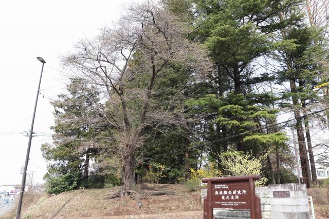 2024年4月11日染井吉野樹形の写真